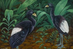 Amaringo_two black birds, 4/7/06, 3:52 PM,  8C, 5720x8384 (1260+294), 100%, Custom,  1/20 s, R82.0, G55.4, B71.1