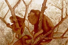 Amaringo_monkeys, 4/7/06, 7:08 PM,  8C, 5632x8258 (548+212), 83%, Custom,  1/20 s, R82.0, G55.4, B71.1