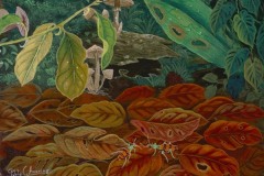 Amaringo_bugs and mushrooms, 4/7/06, 4:41 PM,  8C, 5720x8456 (1272+282), 100%, Custom,  1/20 s, R82.0, G55.4, B71.1