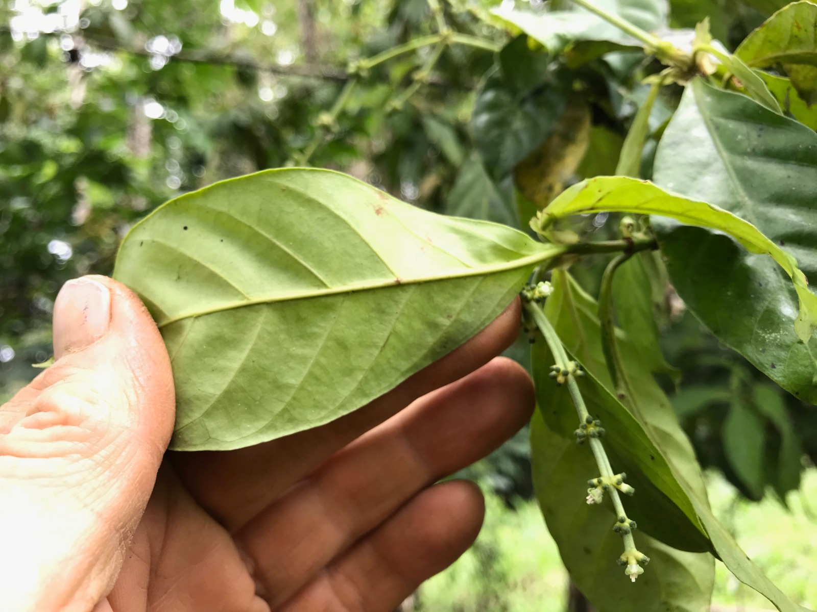 What is Chakruna? – Rainforest Medicine Gatherings