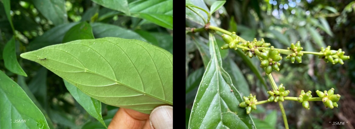 What is Chakruna? - Rainforest Medicine Council Gatherings