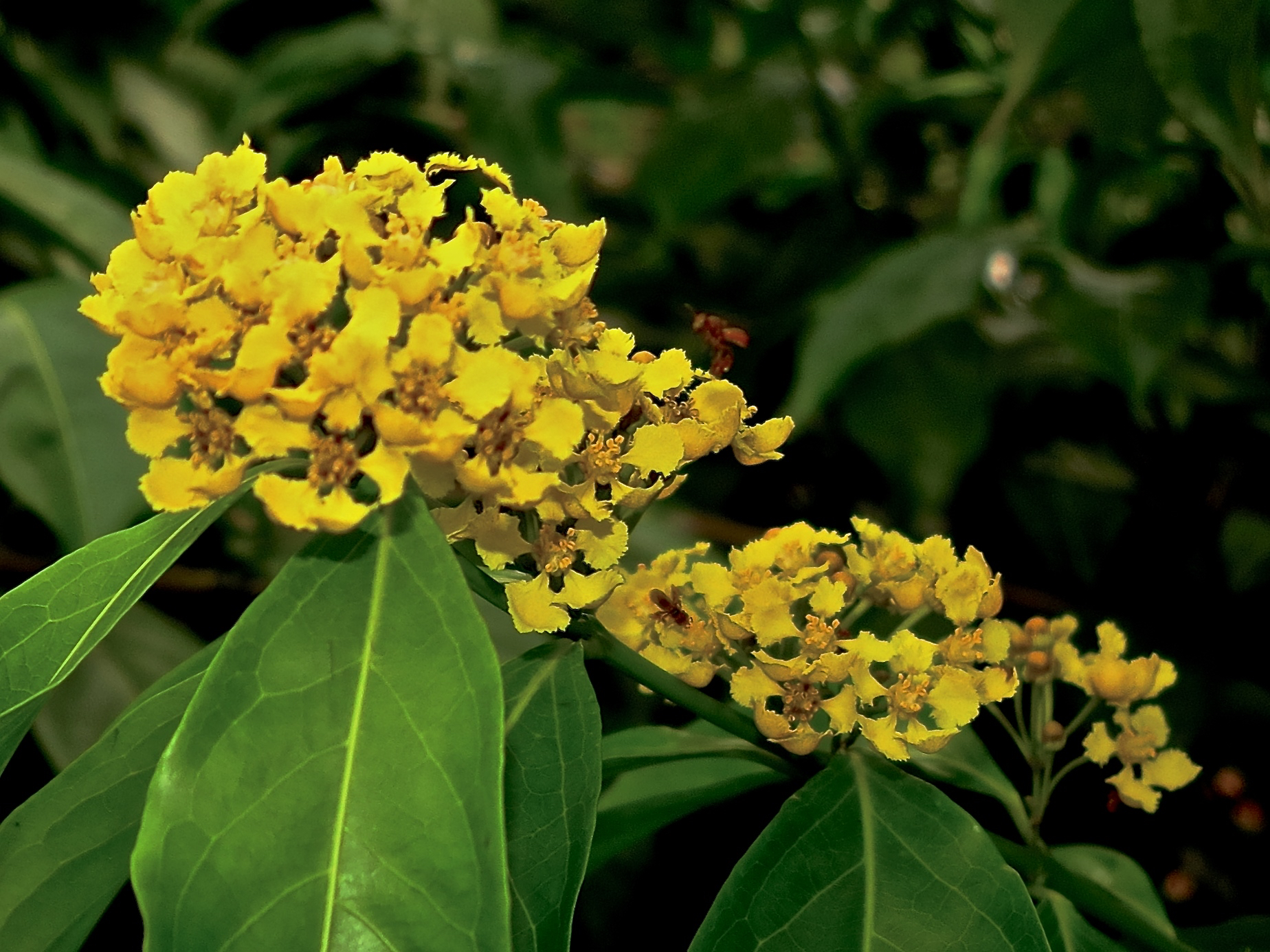 What is Chakruna? – Rainforest Medicine Gatherings